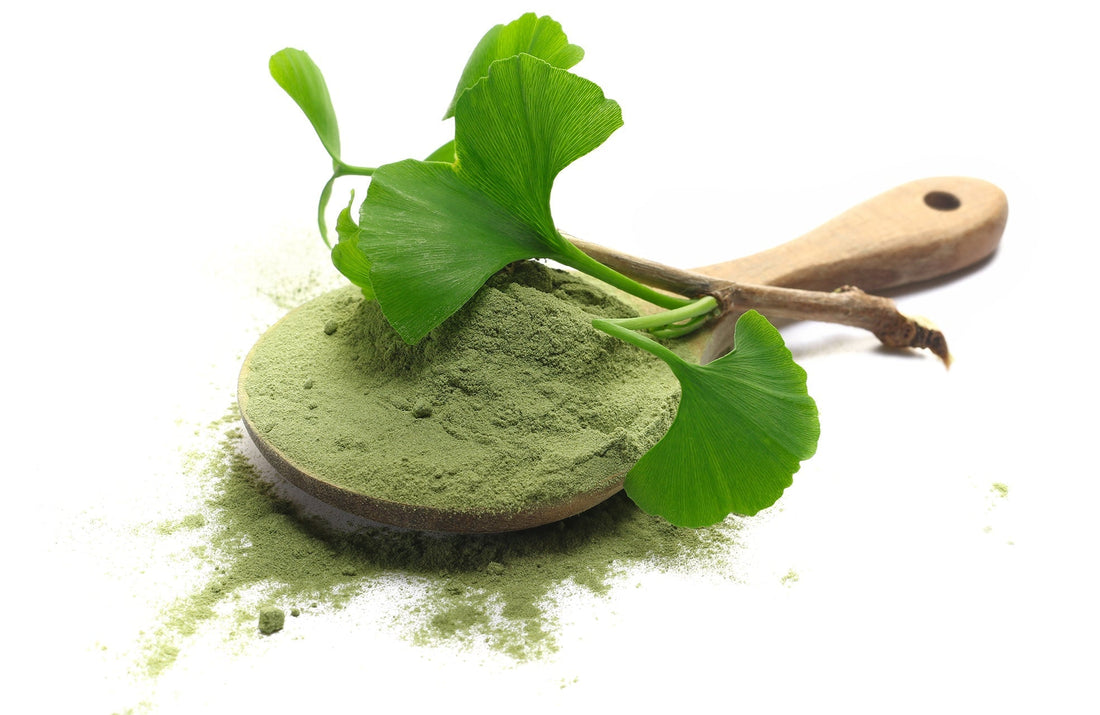 Ginkgo Biloba – Das Gedächtniswunder der Natur?